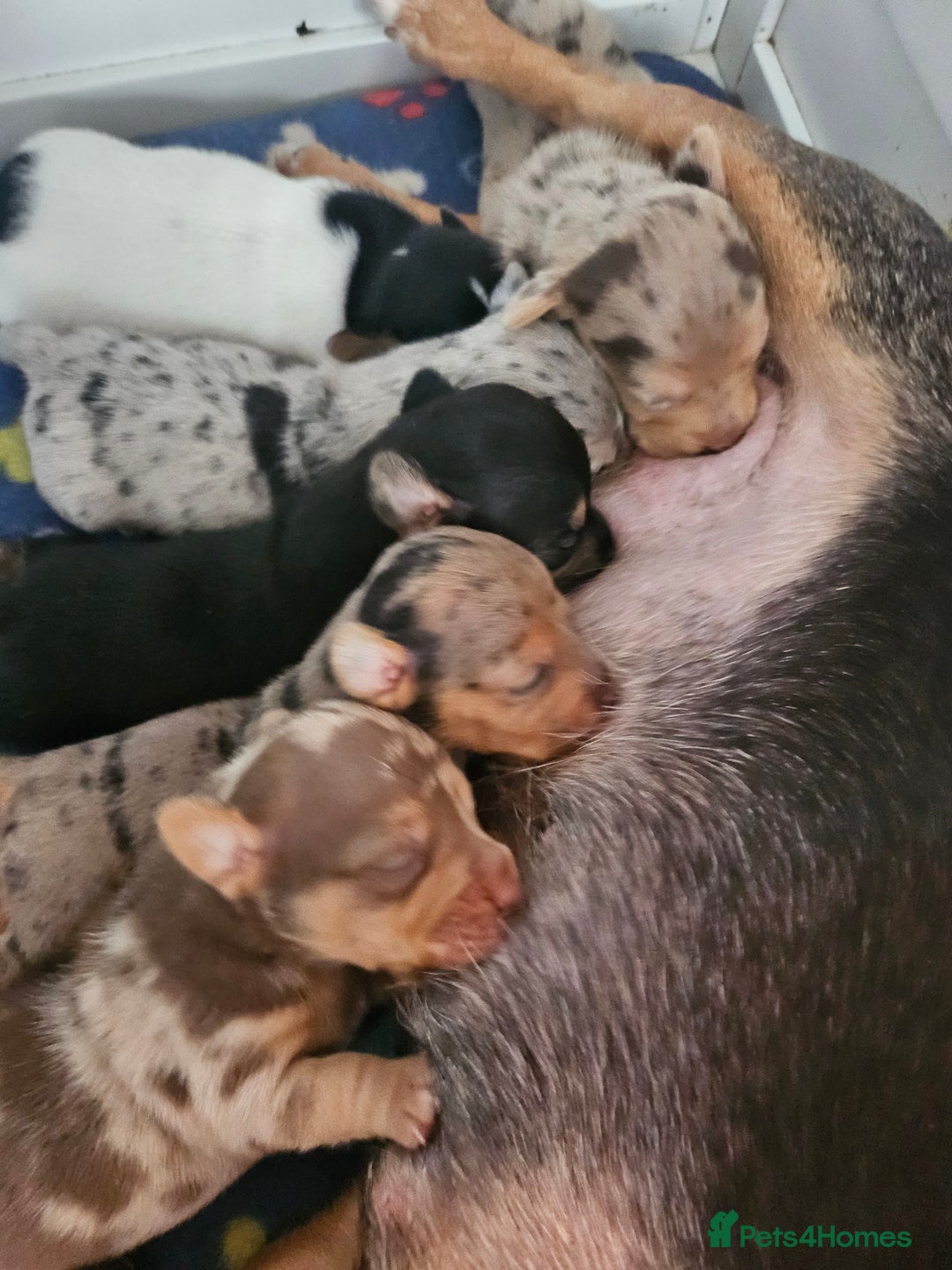 Jack Russell dogs for sale: Full jack russell puppies  - Advert 3