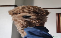 Maltipoo dogs for sale: Stunning Maltipoo Puppies - Image 12