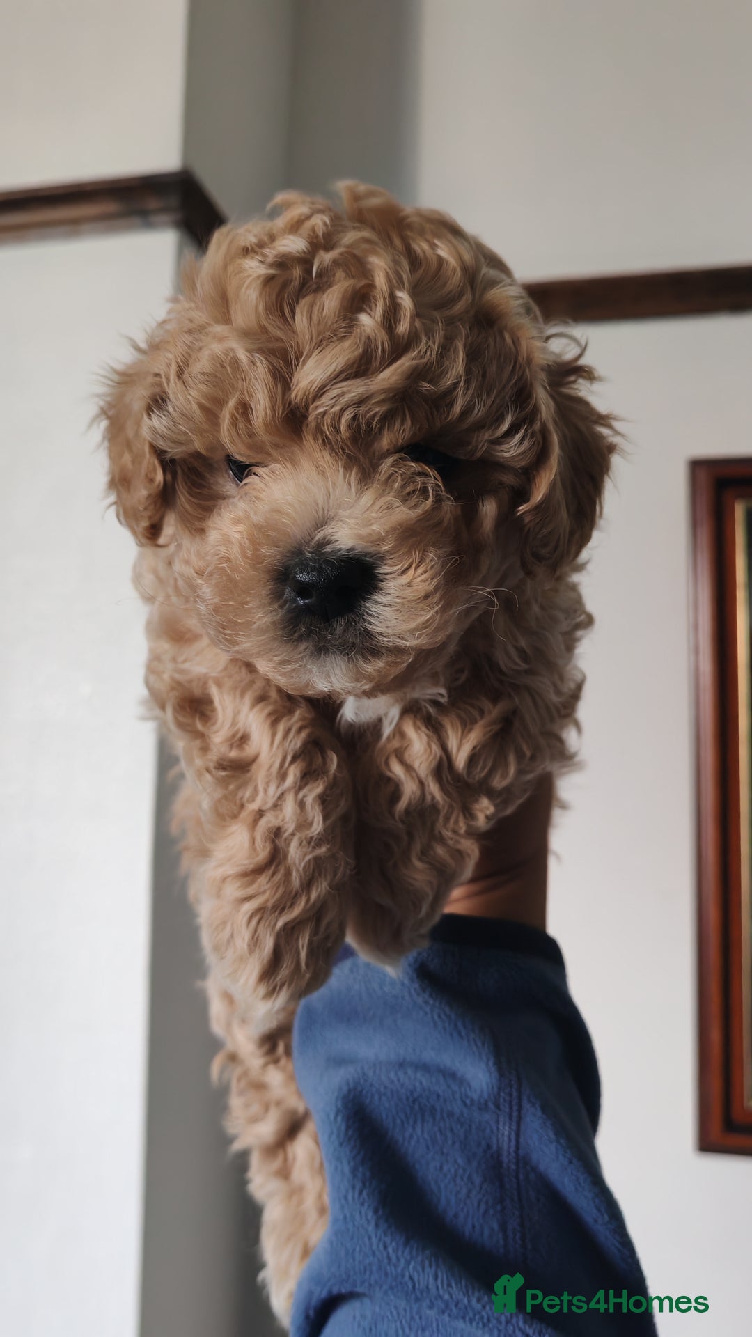 Maltipoo dogs for sale: Stunning Maltipoo Puppies - Image 12