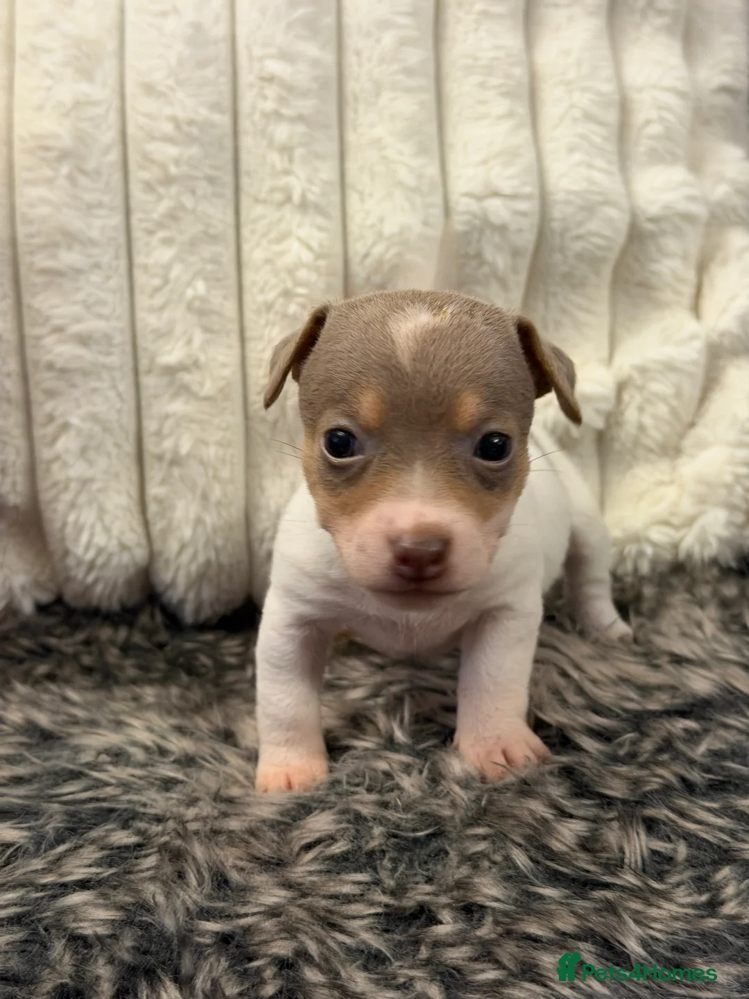 Jack Russell dogs for sale: DONJACKS - fully health tested miniature puppies  - Advert 19