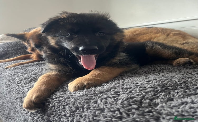 German Shepherd dogs - Advert 4