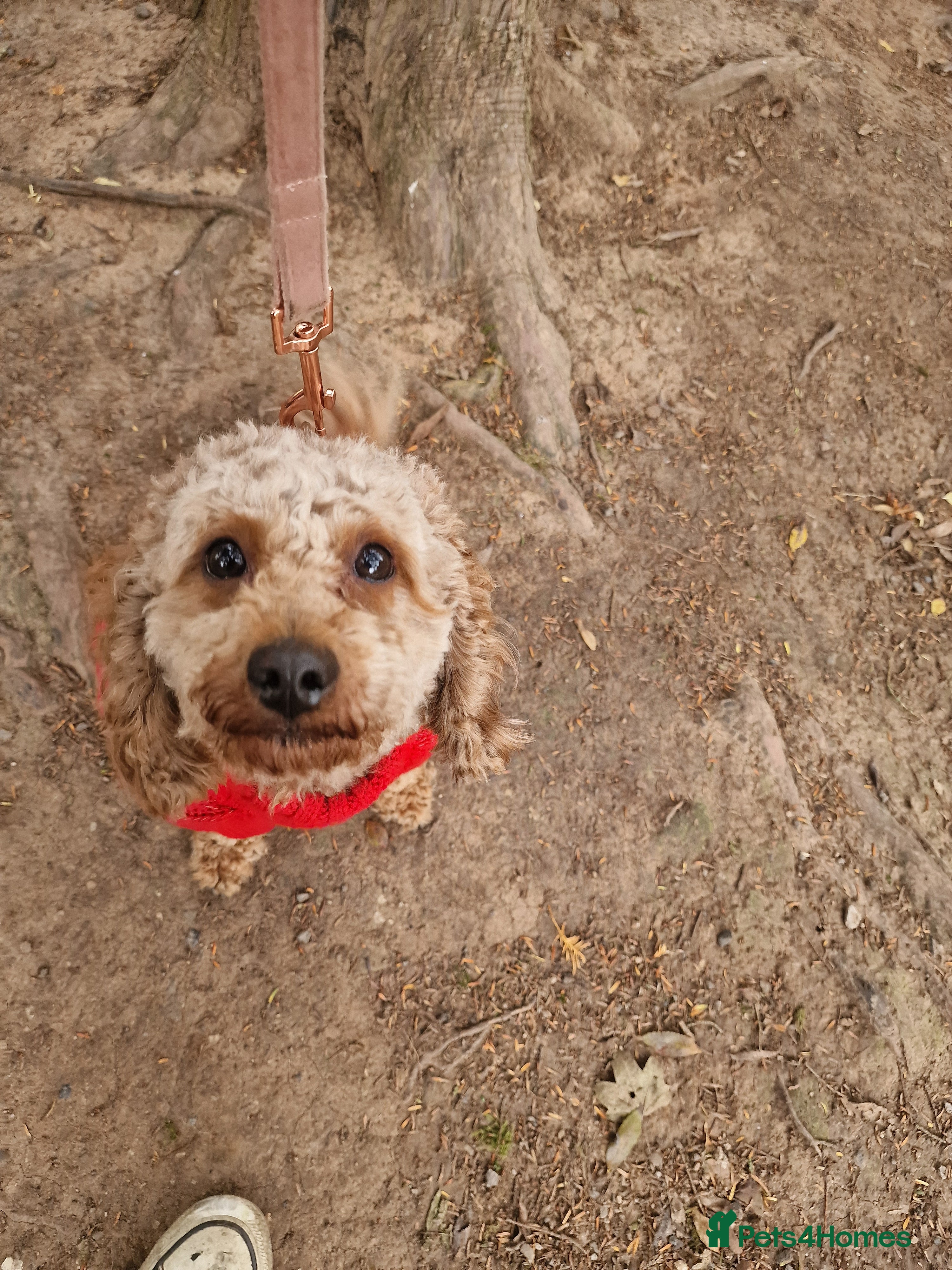Cavapoo dogs 2 y/o Cavpoo - Advert 1