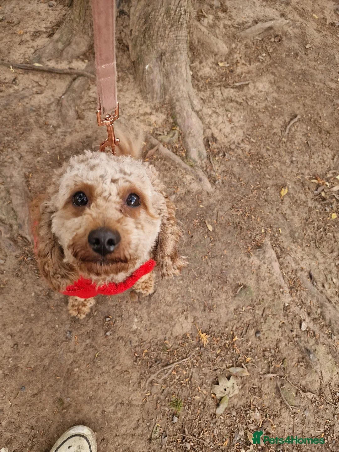 Cavapoo dogs for sale: 2 y/o Cavpoo - Advert 1