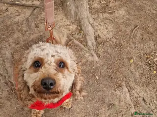 Cavapoo dogs 2 y/o Cavpoo - Advert 1