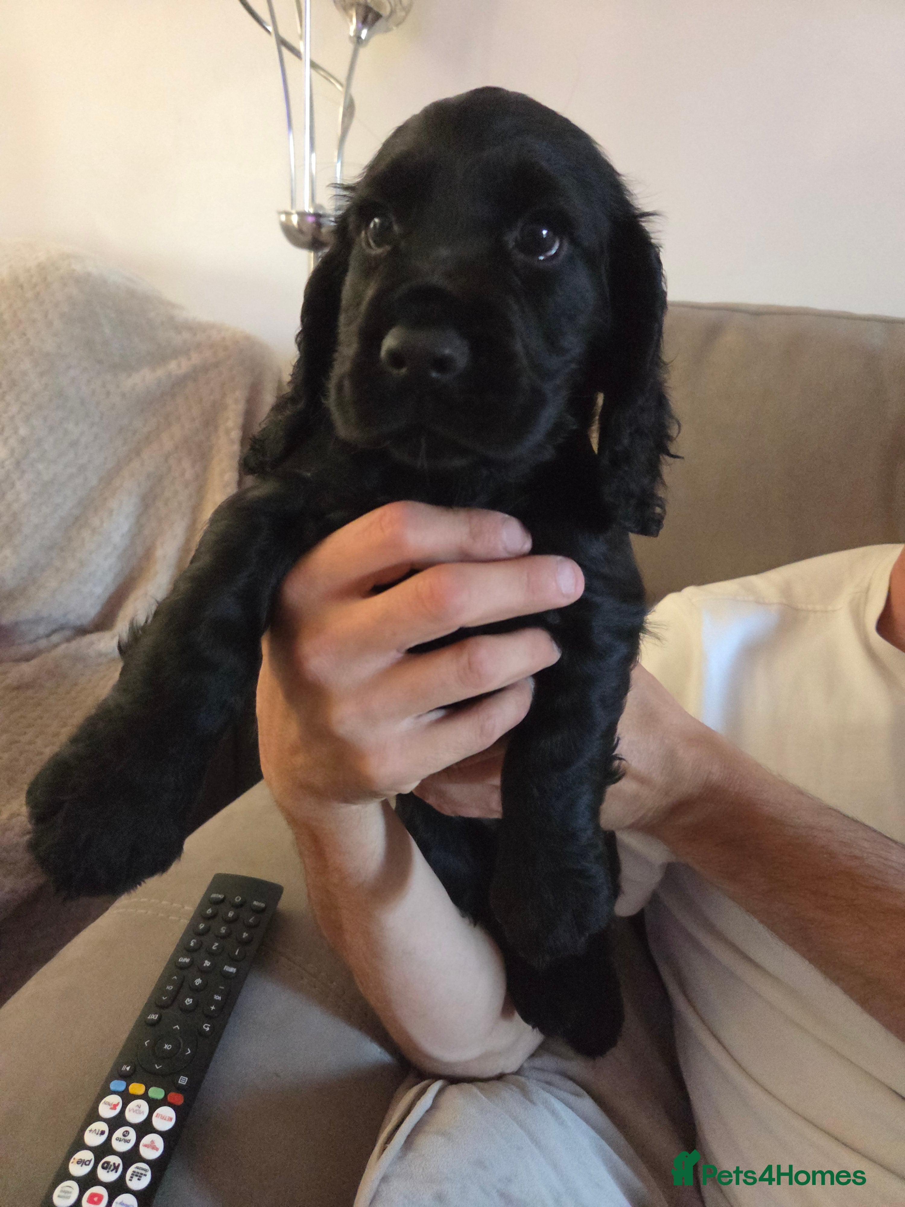 Cocker Spaniel dogs ONLY 1 BOY! REDUCED! working Cocker Spaniel pups - Advert 5