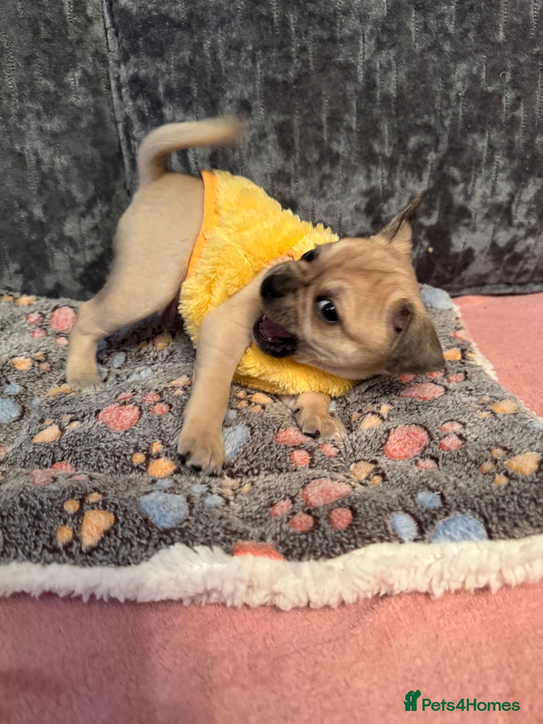 Chug dogs for sale: Lovely playful Chihuahua x Pug Puppies Boys Girls  - Advert 14