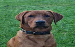 Labrador Retriever dogs for sale: Fox Red Labrador Puppies Health Tested - Image 11
