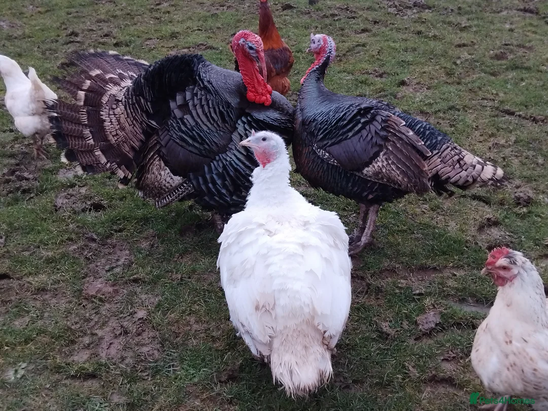 Turkeys poultry for sale: 2 Norfolk Black male turkeys one female  - Advert 1
