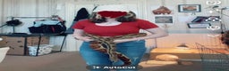 Boa Snake reptiles for sale: 6FT Boa + Setup for rehome - Advert 5