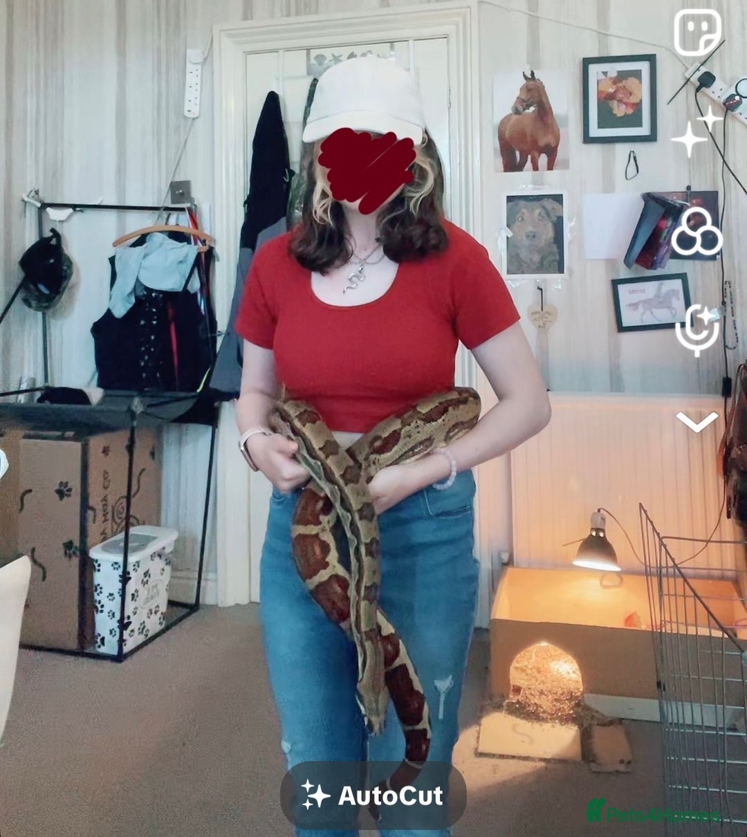 Boa Snake reptiles for sale: 6FT Boa + Setup for rehome - Advert 5