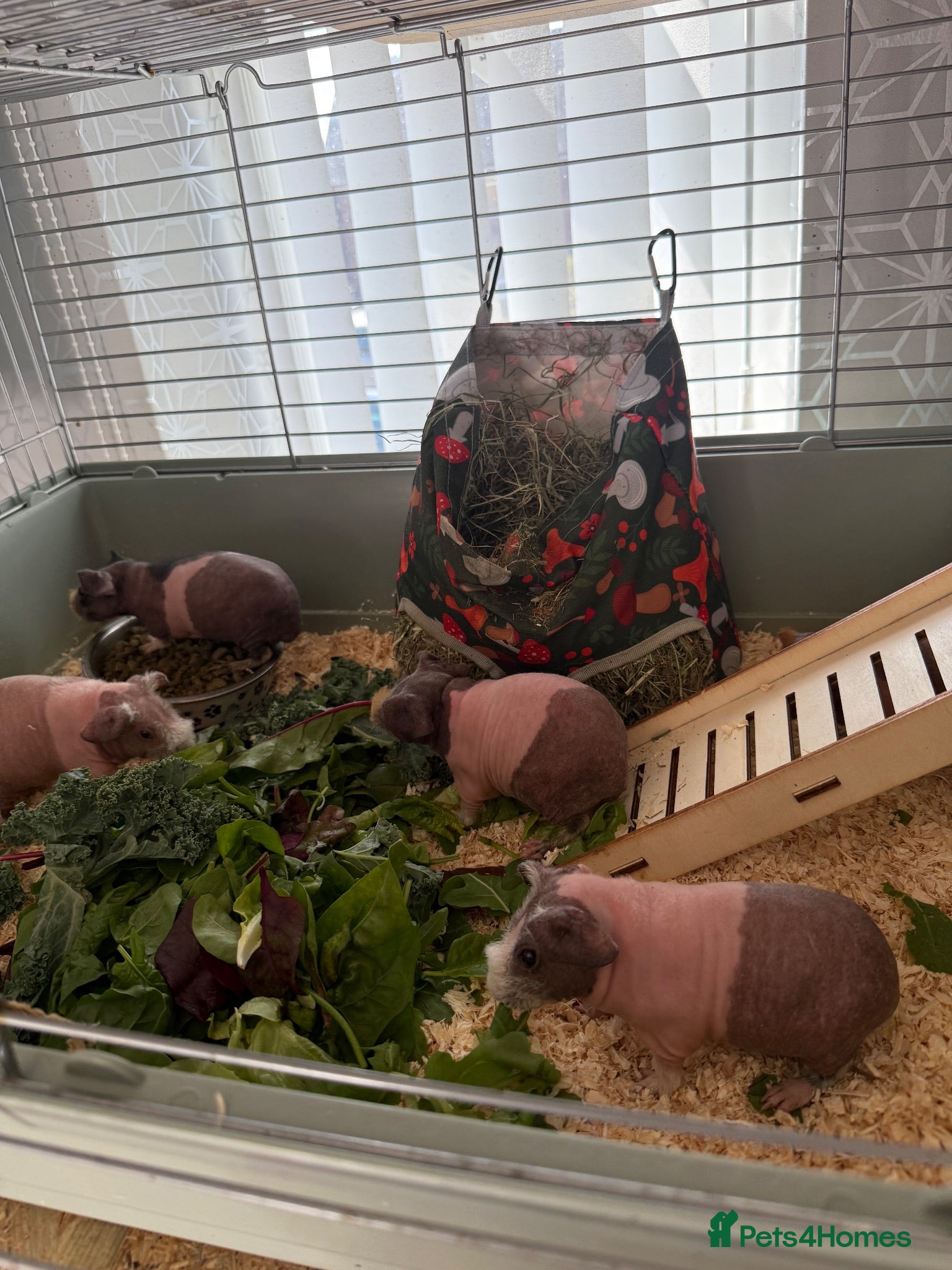 Guinea Pig rodents Beautiful skinny pig babies - Advert 1