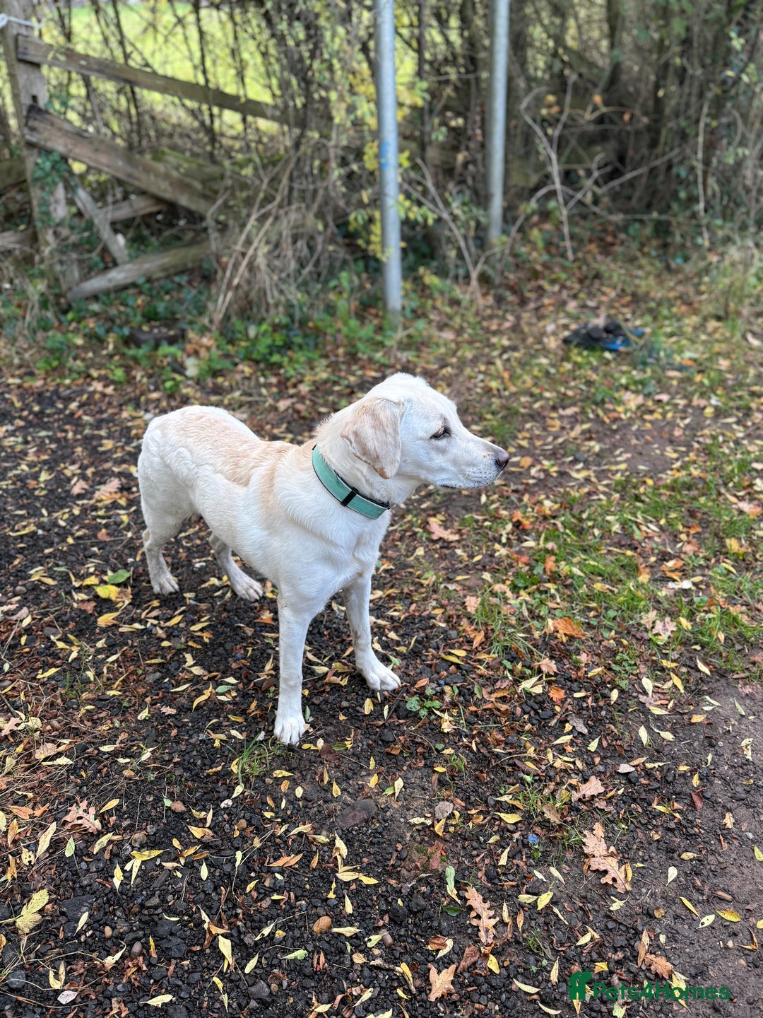 Labrador Retriever dogs for sale: 9 month old Willow  - Advert 3