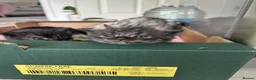 Bengal cats for sale: Bengal cross kittens  - Advert 28