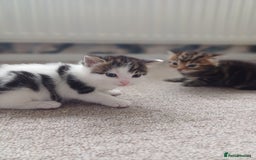 Mixed Breed cats for sale: Kittens  - Image 18