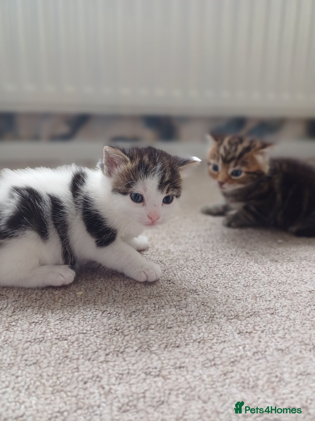 Mixed Breed cats for sale: Kittens  - Image 18