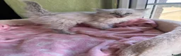 Ragdoll cats for sale: Sweet Ragdoll x angora - Advert 27
