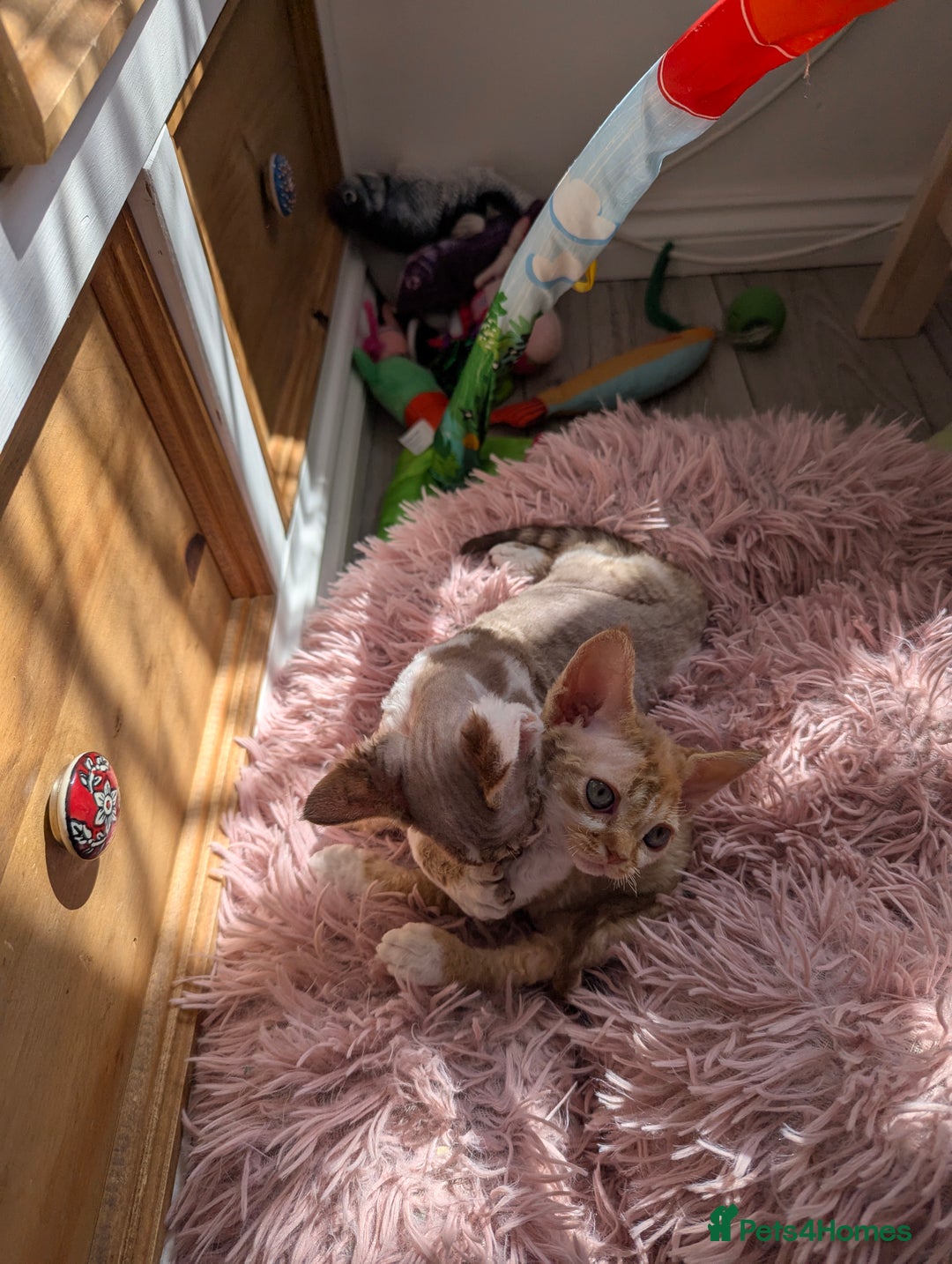 Devon Rex cats for sale: 🌼Curly, gorgeous Devon Rex Kittens available  - Image 25