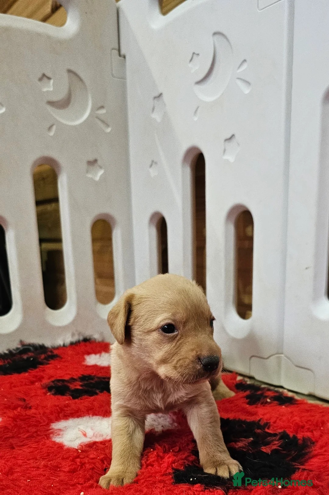 Labrador Retriever dogs for sale: 7 BEAUTIFUL KCREG LABRADORS. HEALTH TESTED PARENTS - Advert 21