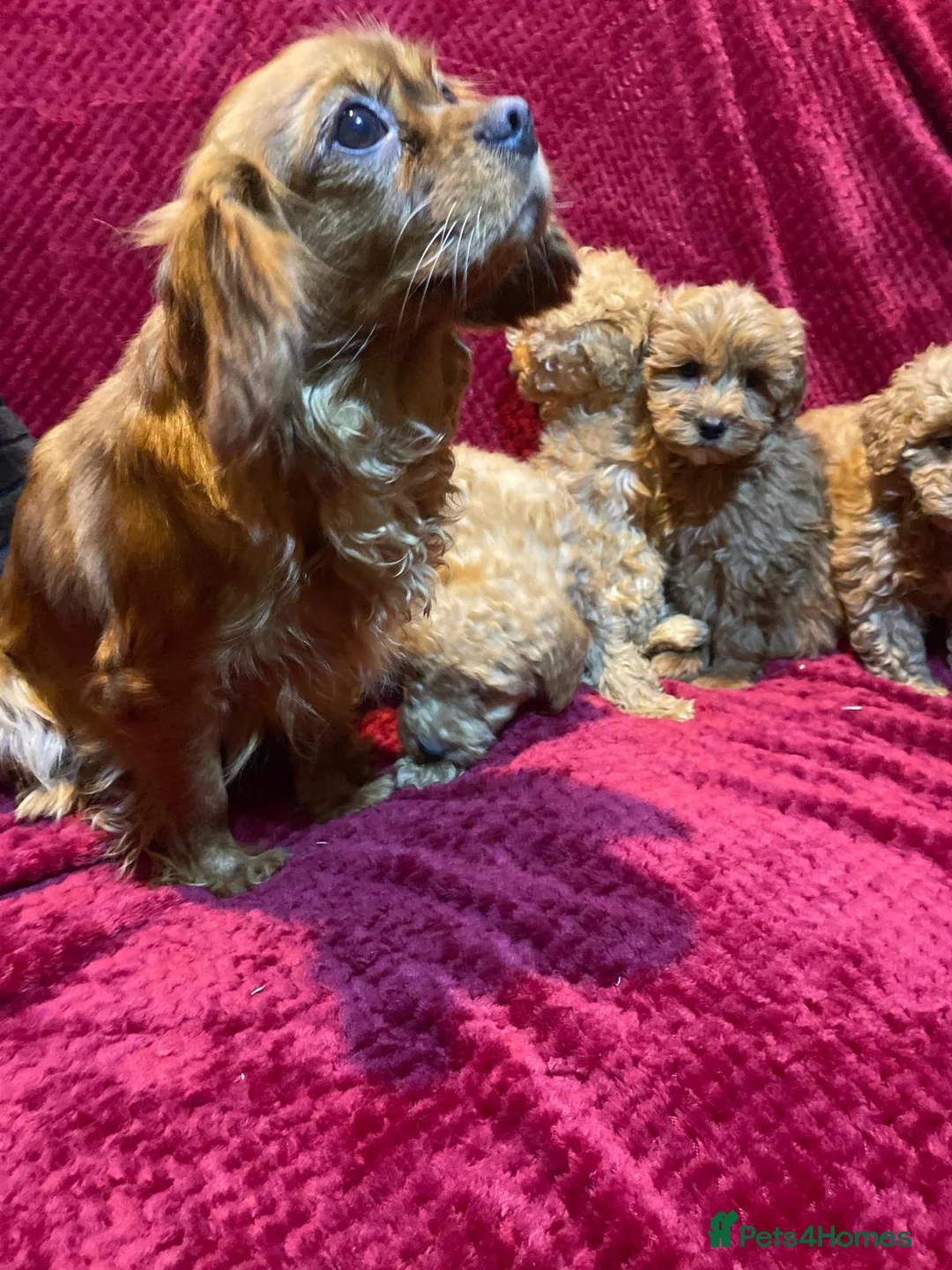 Cavapoo dogs for sale: Cavapoo puppies  - Advert 2