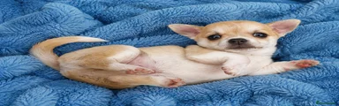 Chihuahua 1