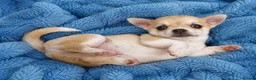 Chihuahua dogs for sale: Beautiful chihuahua pups - Advert 4