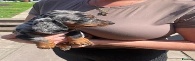 Miniature Dachshund Puppy 1