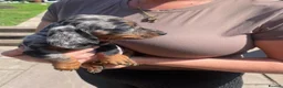 Miniature Dachshund dogs for sale: MAGNIFICENT DACHSHUND PUPPIES - Advert 1
