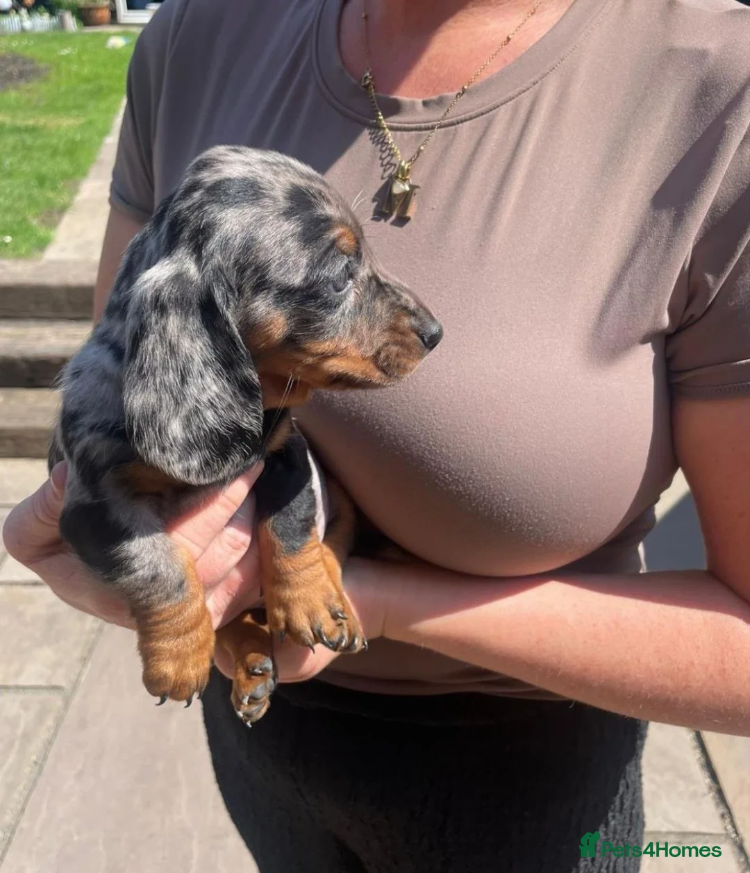 Miniature Dachshund dogs for sale: MAGNIFICENT DACHSHUND PUPPIES - Advert 1