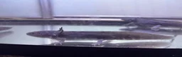 Axolotl reptiles for sale: Black Meleniod axolotls   - Advert 11