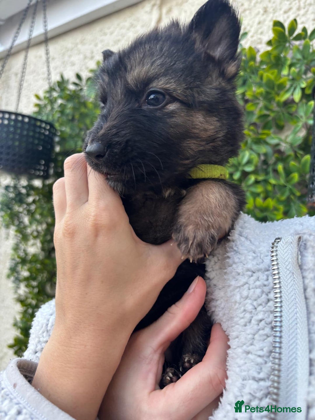 German Shepherd dogs for sale: Beautiful German Shepherd Puppies from Loving Home - Image 6
