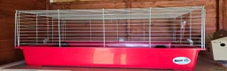 Mini Lop rabbits for sale: Rabbits for sale with large hutch and accessories  - Advert 2