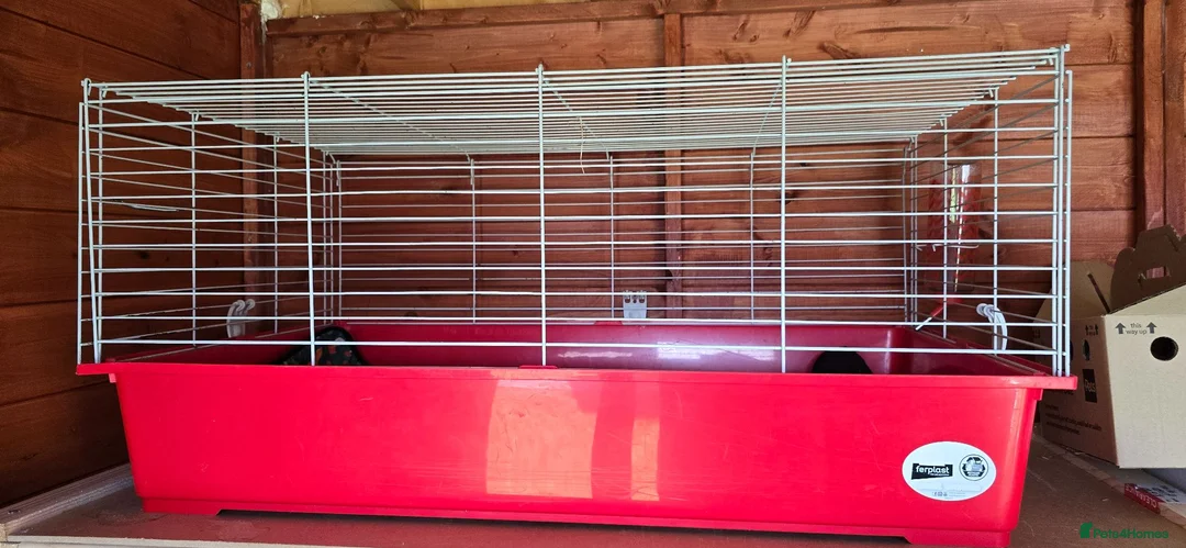 Mini Lop rabbits for sale: Rabbits for sale with large hutch and accessories  - Advert 2