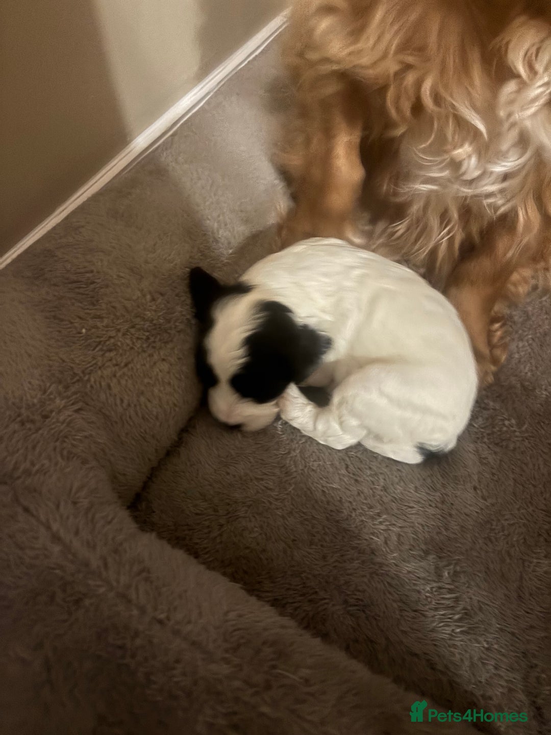 Cockapoo dogs for sale: Stunning F1 Cockapoos from H/Tested KC Parents!! - Image 11