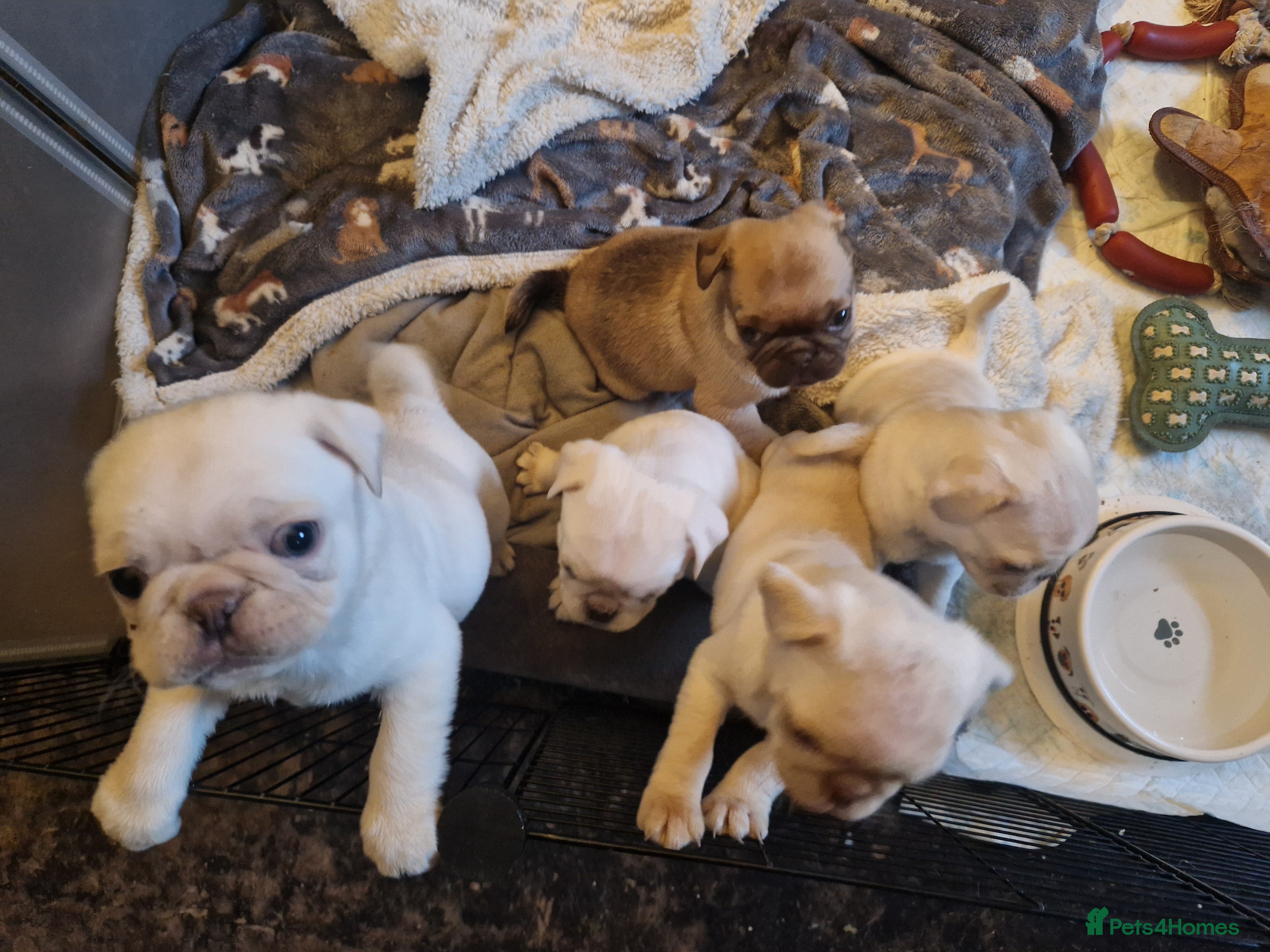 Pug dogs 5 Pug Puppies for sale - Advert 15