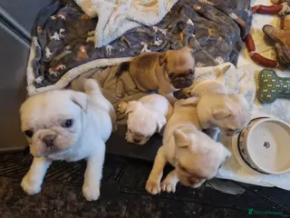 Pug dogs 5 Pug Puppies for sale - Advert 15