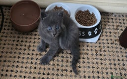 Russian Blue cats for sale: Gorgeous Russian Blue kittens - Image 14
