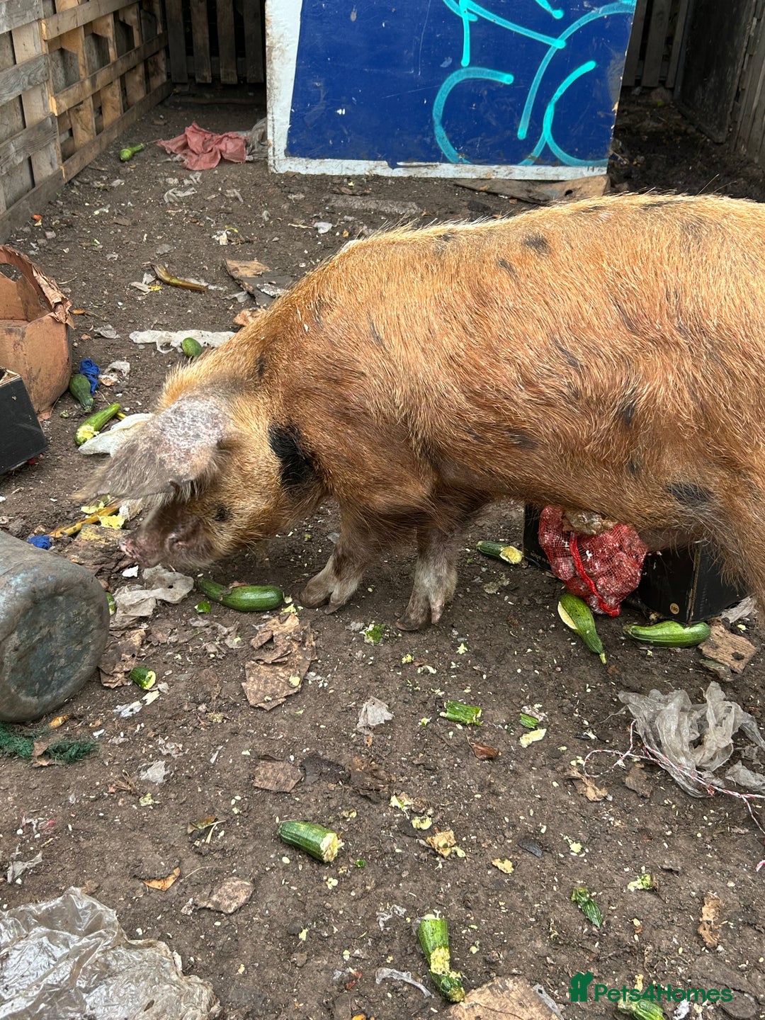 Pig livestock for sale: Tamsworth bore - Image 4