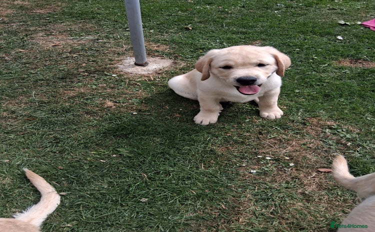 Labrador Retriever dogs - Advert 1