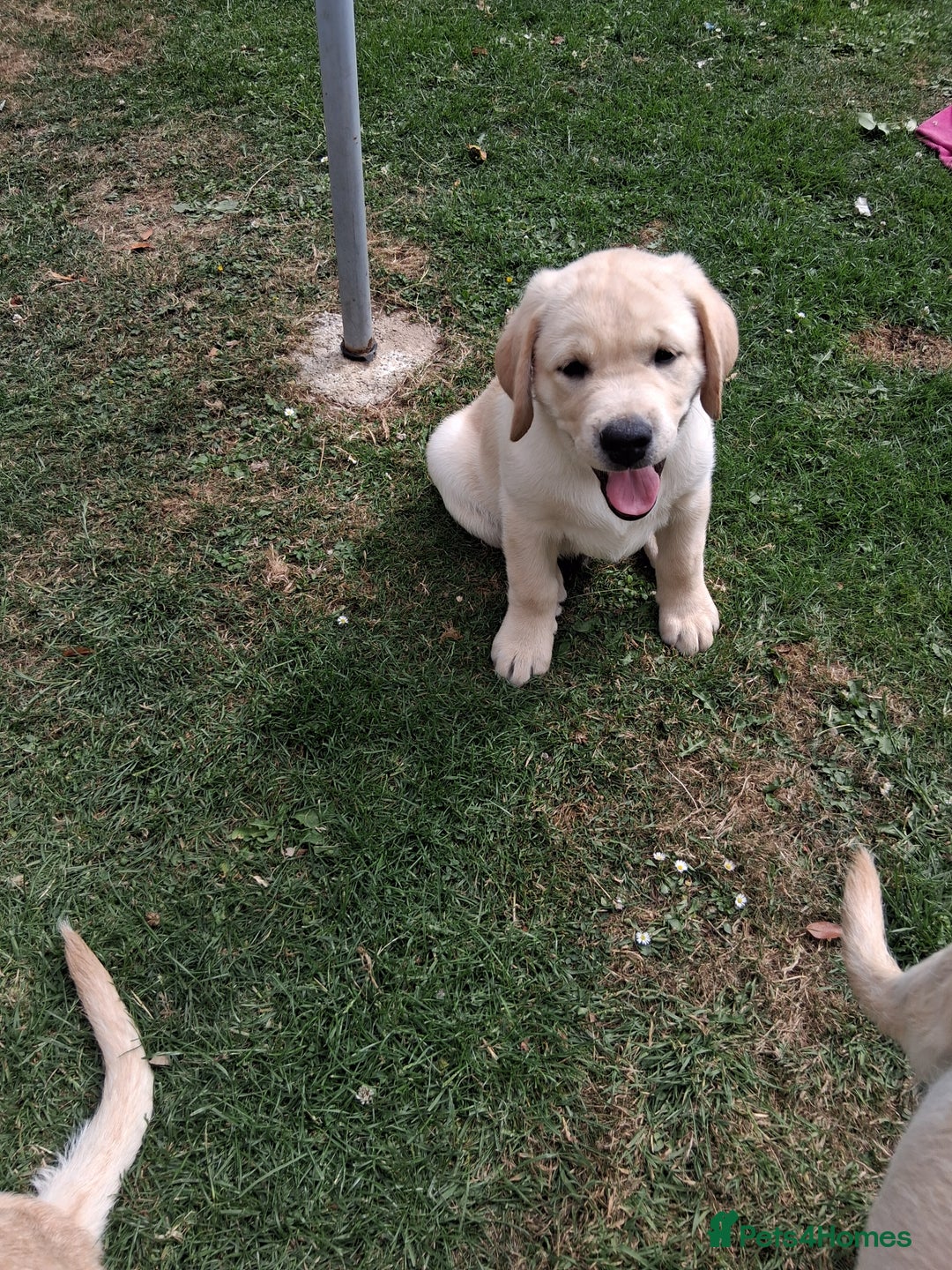 Labrador Retriever dogs for sale: Two handsome boys avaliable now - Image 1
