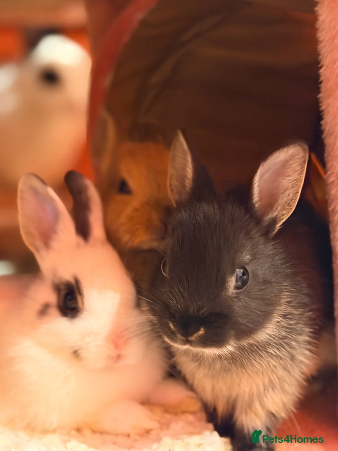 Netherland Dwarf rabbits for sale: Young Netherland dwarf Urgent need of rehoming  - Advert 34