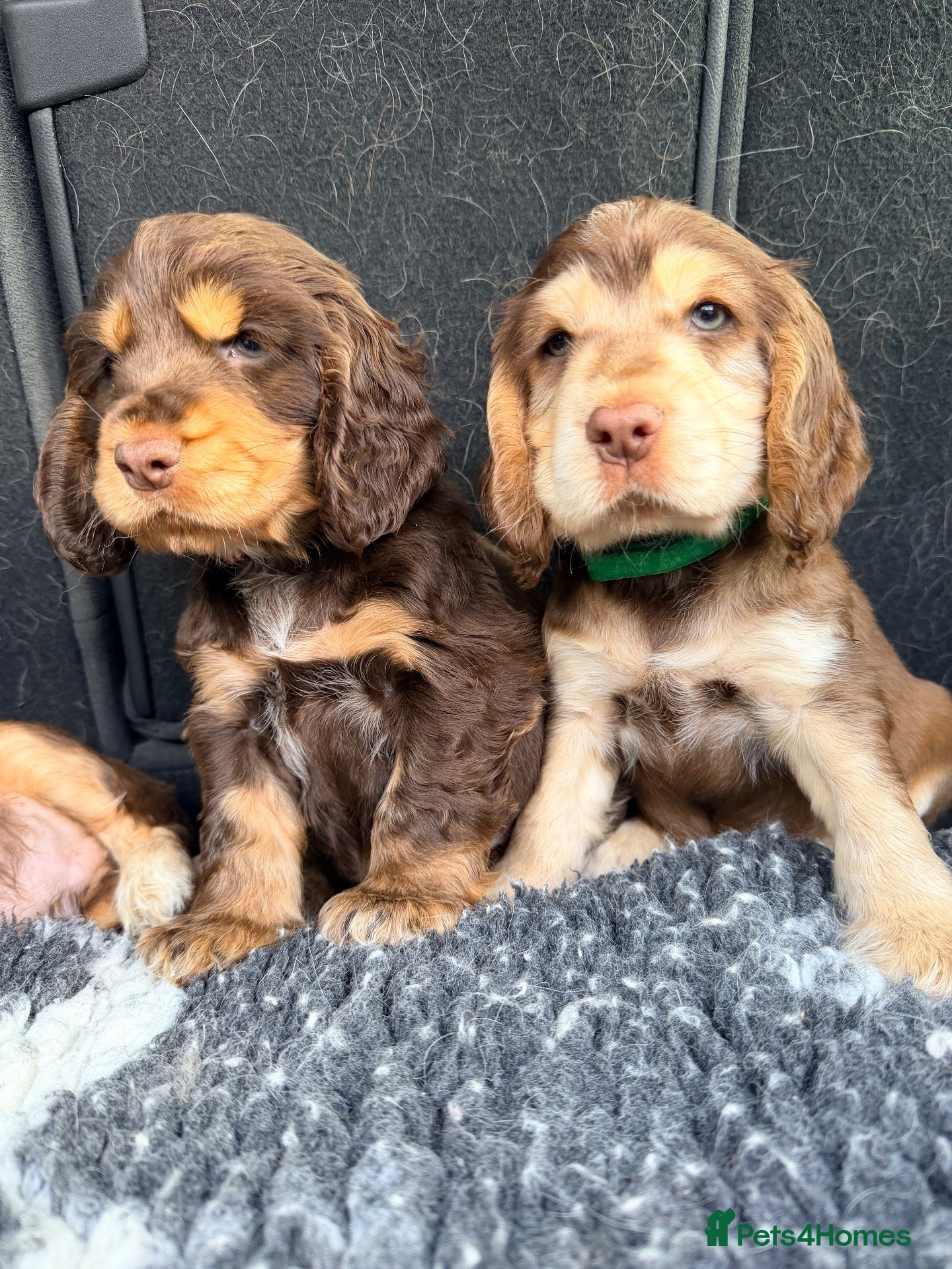 Cocker Spaniel dogs for sale: Show Type, KC Reg, health tested chocolate boy - Advert 1