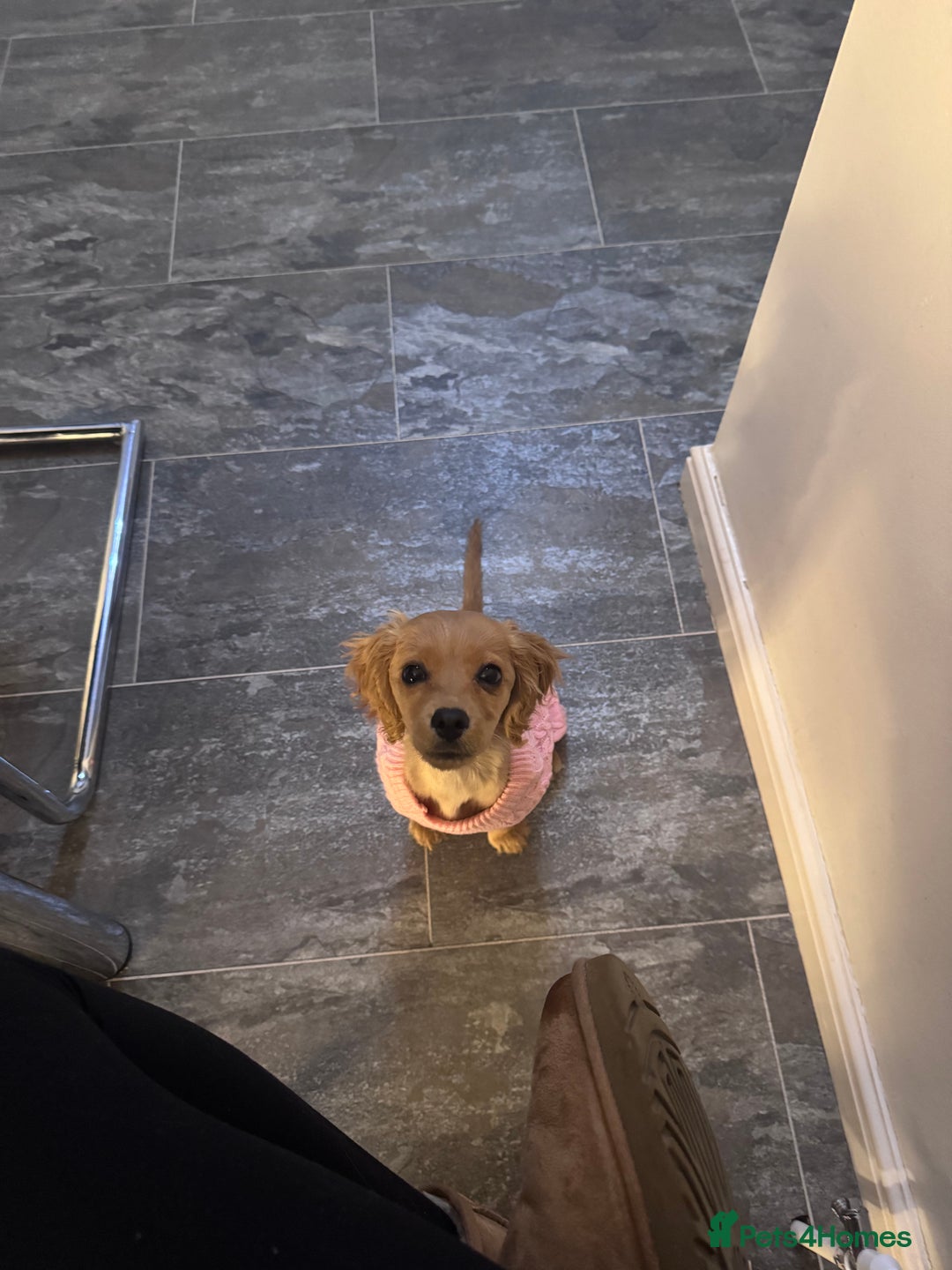 Cockapoo dogs for sale: Cockapoo Puppy Girl - Advert 13