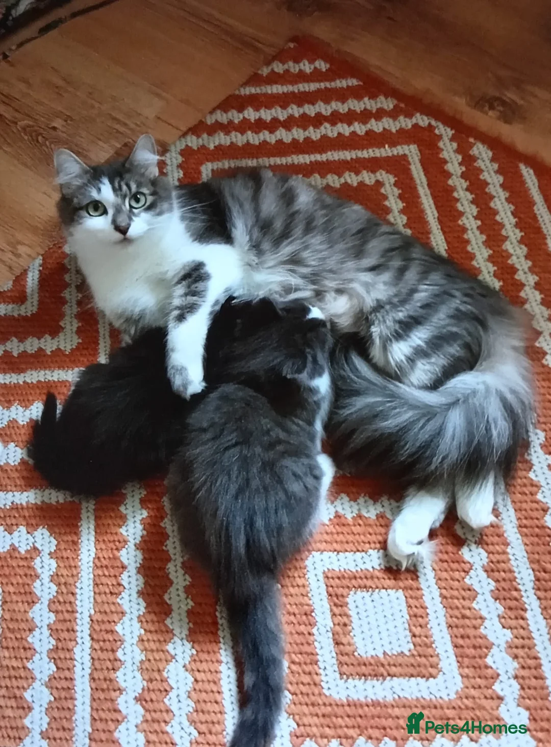 Mixed Breed cats for sale: Gorgeous kittens for sale!!!  - Advert 11