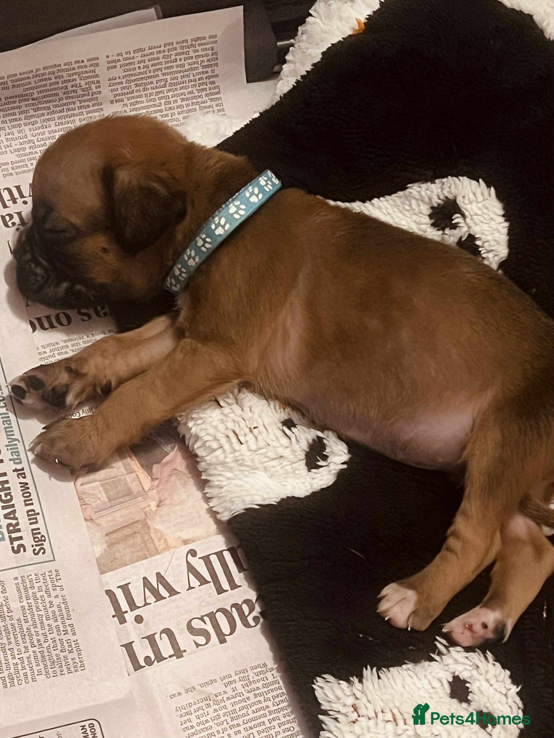 Boxer dogs for sale: Gorgeous litter of red and white boxers.  - Image 39
