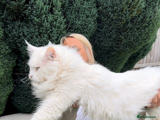 Maine Coon cats XL STUD AVAILABLE AND KITTENS in Brighouse - Advert 6