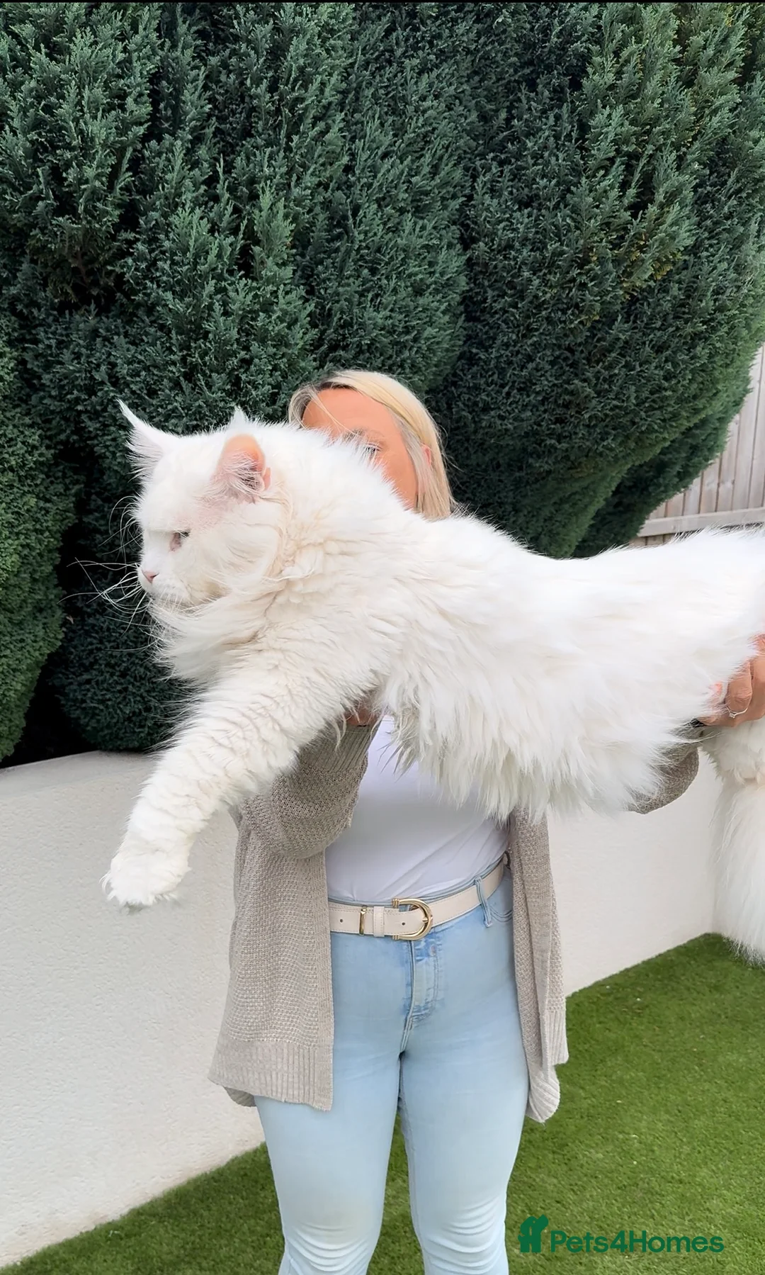 Maine Coon cats for stud: XL STUD AVAILABLE AND KITTENS in Brighouse - Advert 1