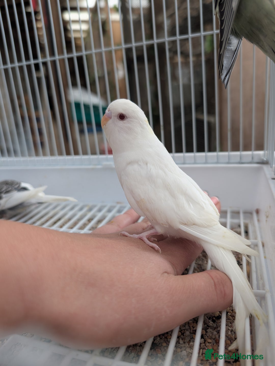 Budgerigars birds for sale: Baby budgies and starter cage  - Image 27