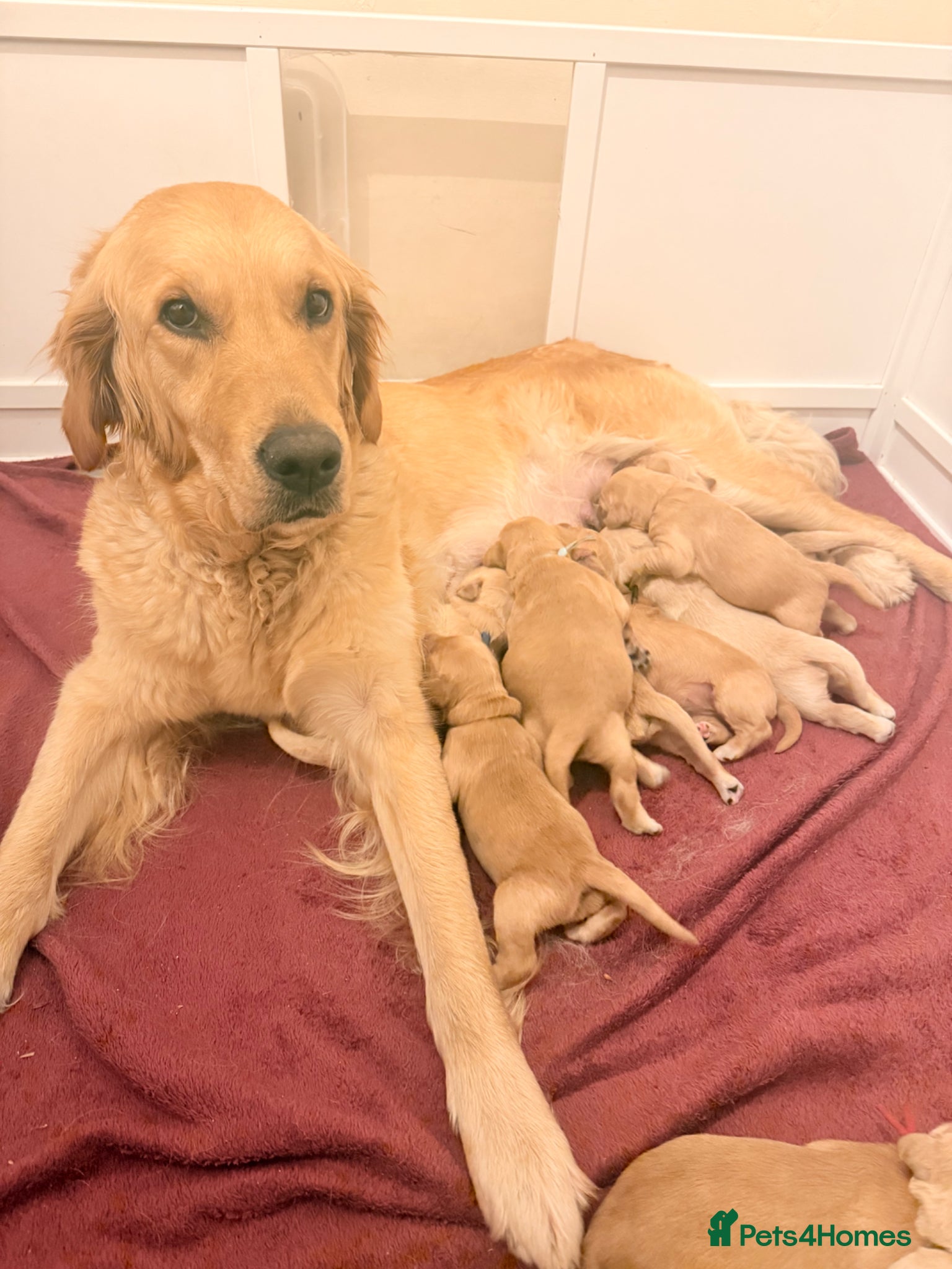 Golden Retriever dogs for sale: Beautiful Golden Retriever Puppys - Advert 10