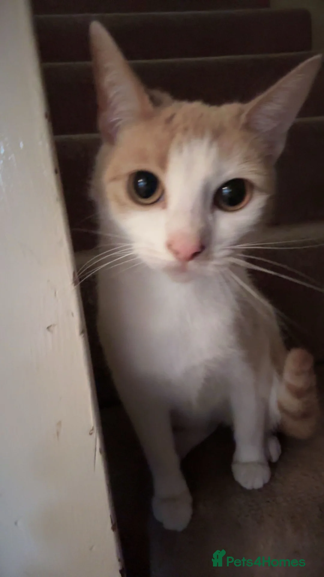 Domestic Shorthair cats for sale: 3 Ginger shorthair male cats - Advert 1