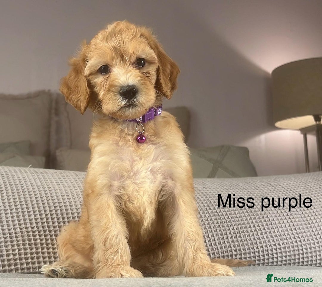 Irish Doodle dogs for sale: The perfect Doodle - Advert 34